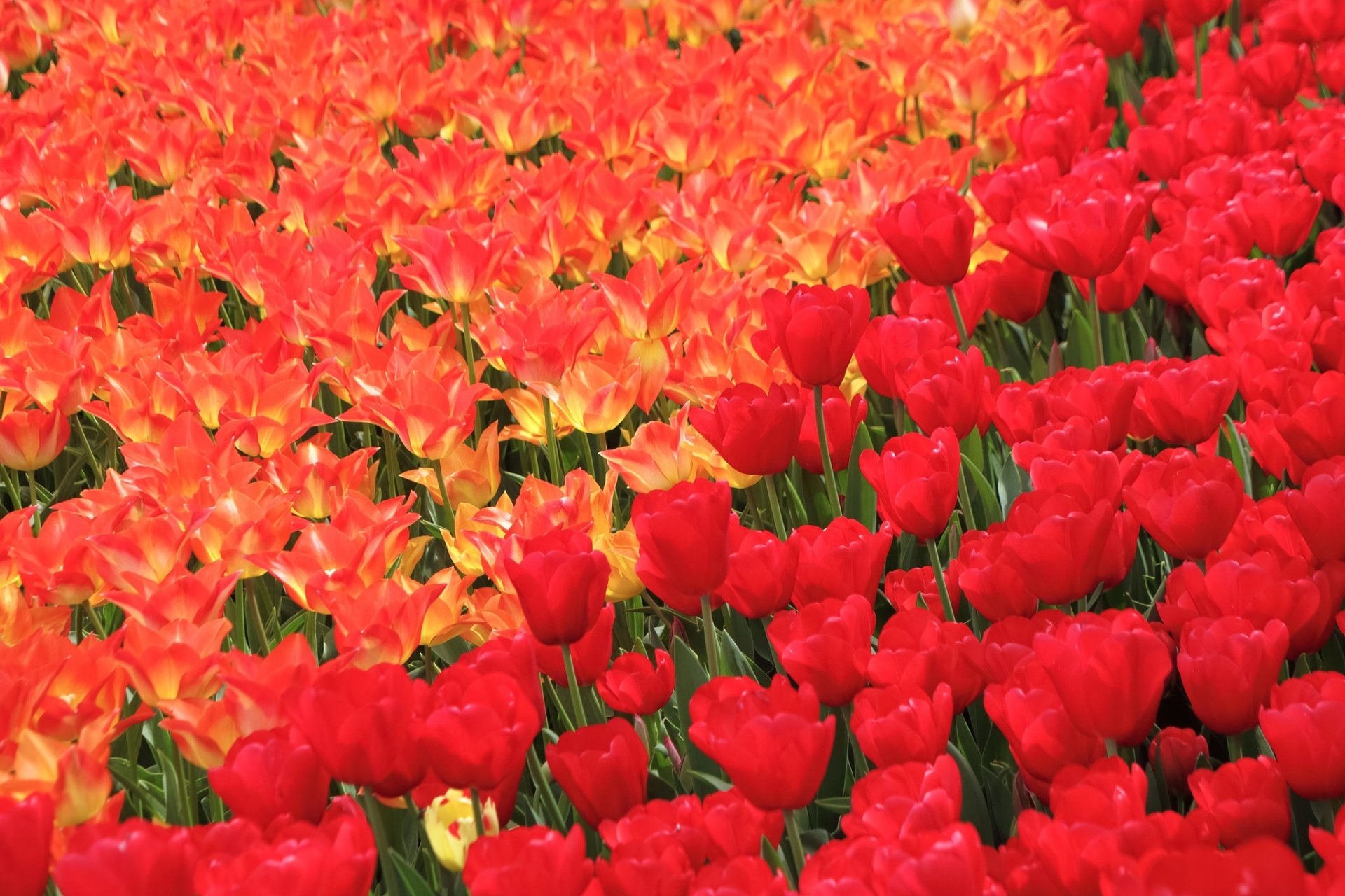 Download Red Flower Summer Flower Nature Tulip HD Wallpaper | 2048x1365 ...