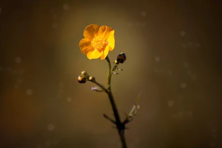  Buttercup, Scientific name: Ranunculus