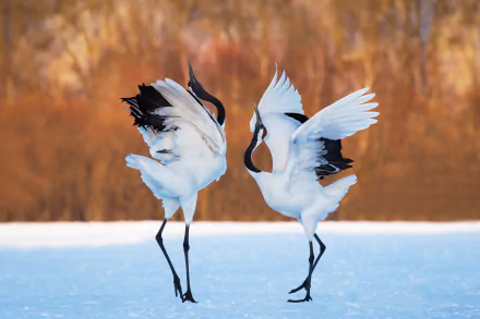  Crane Dance