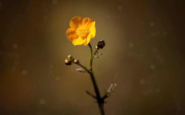  Buttercup, Scientific name: Ranunculus