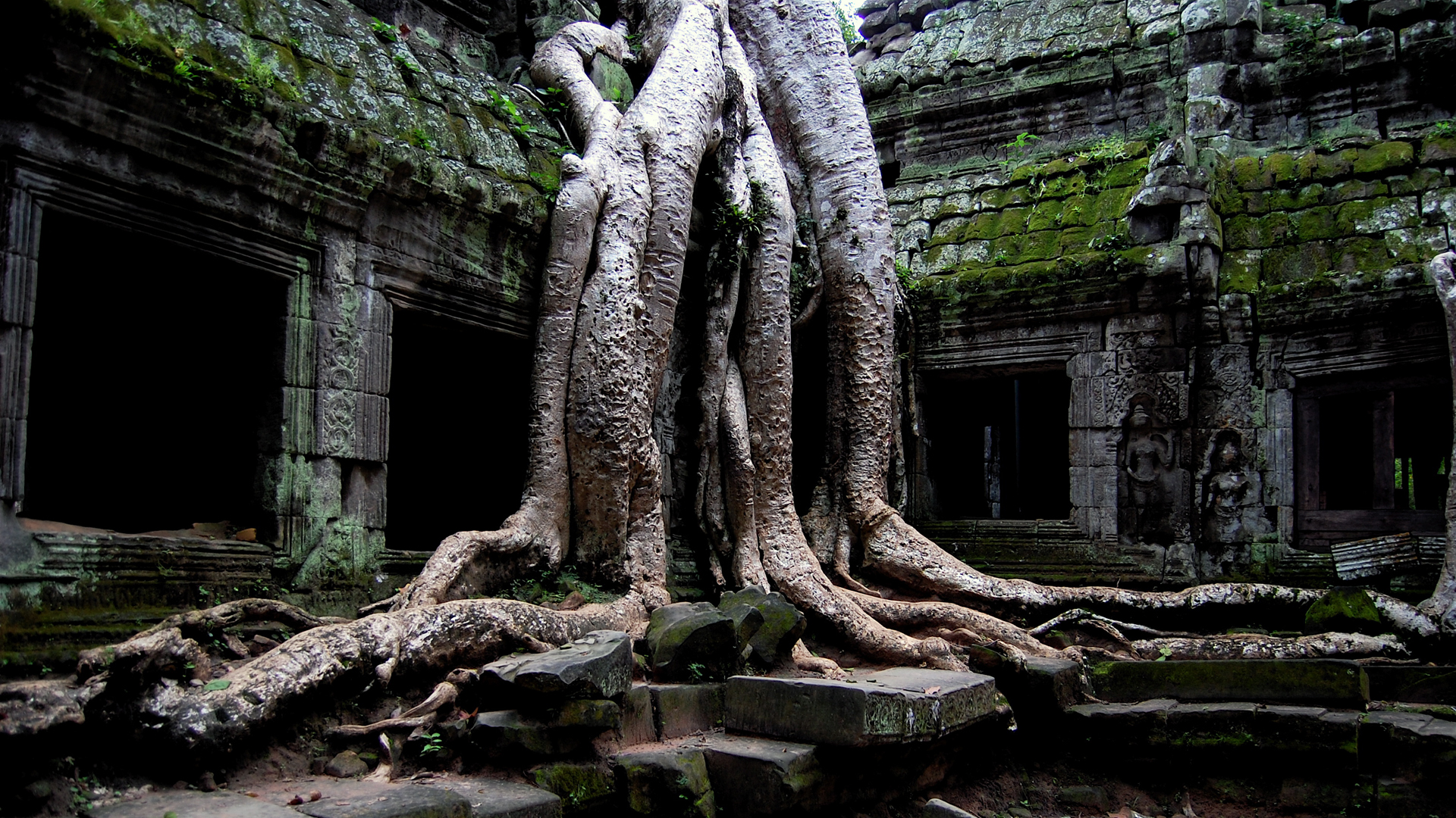 Ta Prohm Temple in Cambodia with tree roots intertwining the ancient structure.