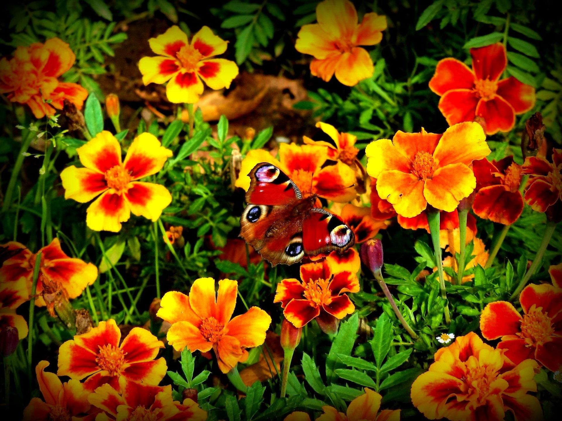 Download Marigold Flower Animal Butterfly HD Wallpaper