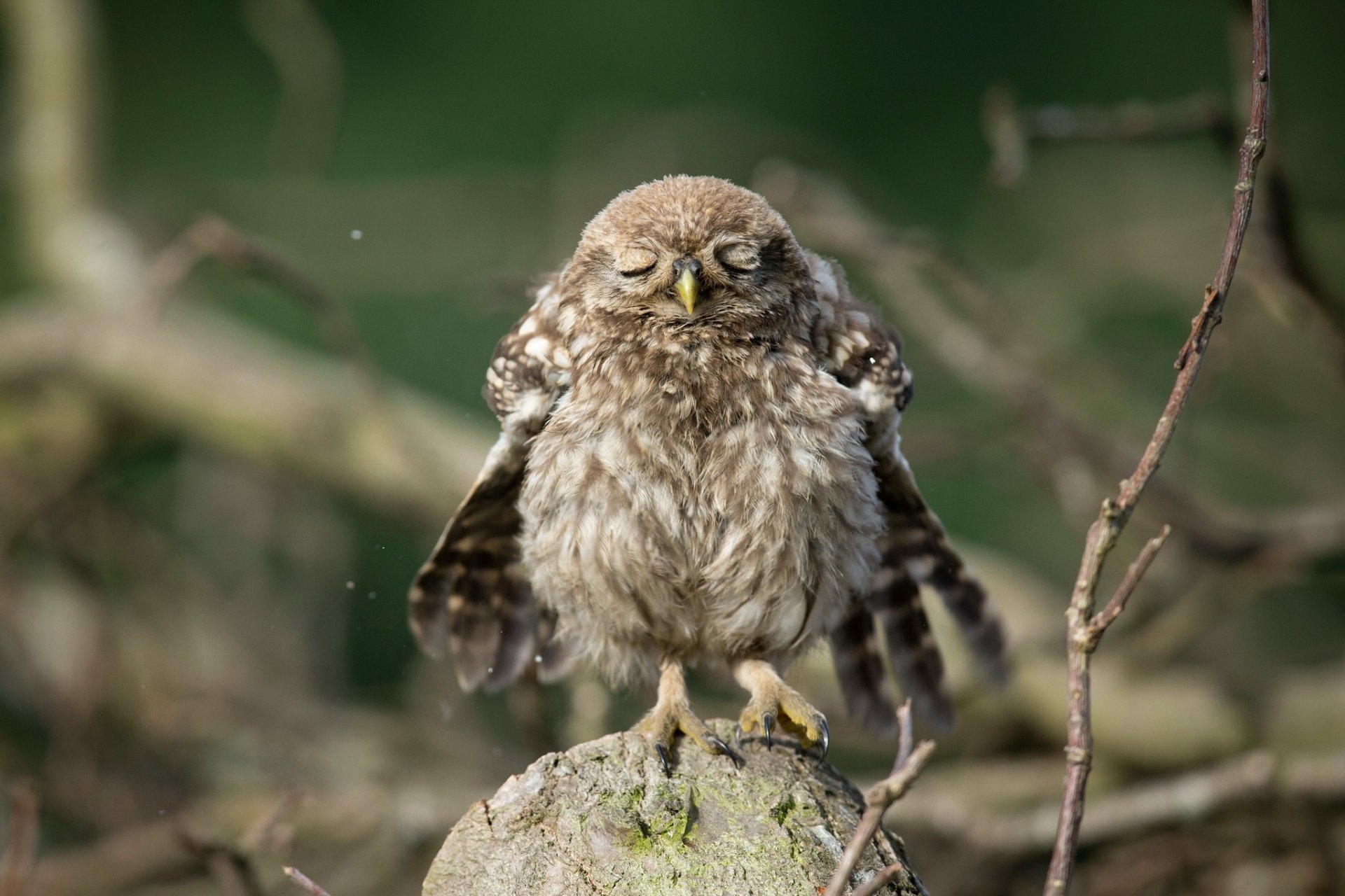 Cute owlet (owl) animal perched on a mossy rock, fluffed feathers with wings slightly spread — HD PC desktop wallpaper.
