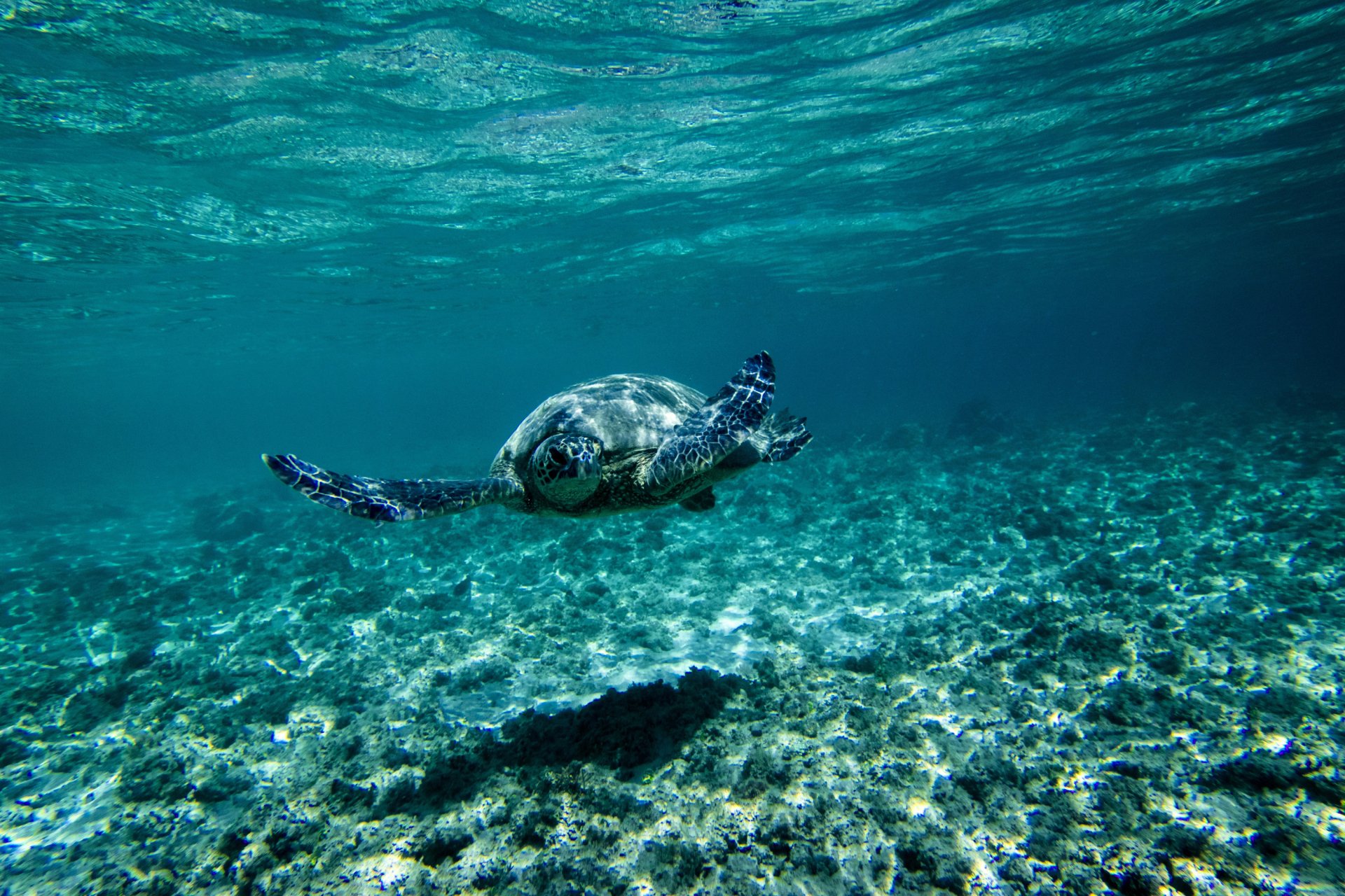 Bing Sea Turtle Wallpaper