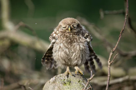  Cute Owl Closing His Eyes