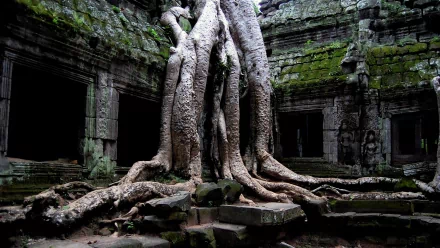  Ta Prohm Temple, Siem Reap, Cambodia