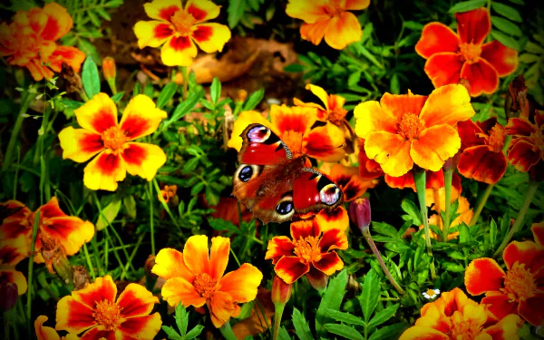  Butterfly on Flowers