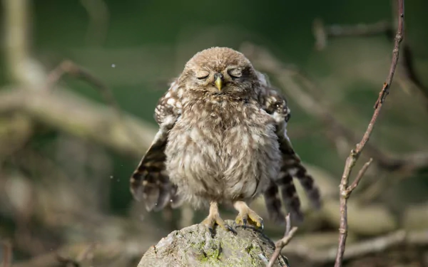 Cute owlet (owl) animal perched on a mossy rock, fluffed feathers with wings slightly spread — HD PC desktop wallpaper.