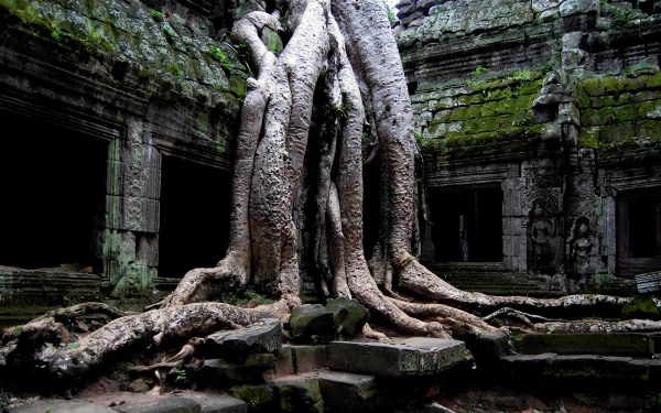 Ancient tree roots envelop the stone ruins of Ta Prohm temple, blending earth and history in this HD desktop wallpaper with a spiritual, timeless atmosphere.