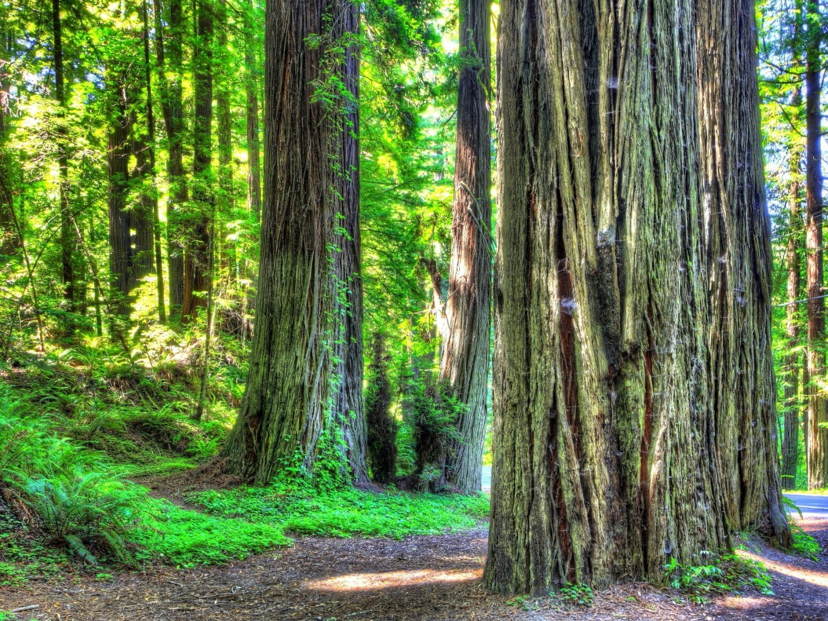 Redwood Forest