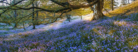branch nature bluebell flower HD Desktop Wallpaper | Background Image