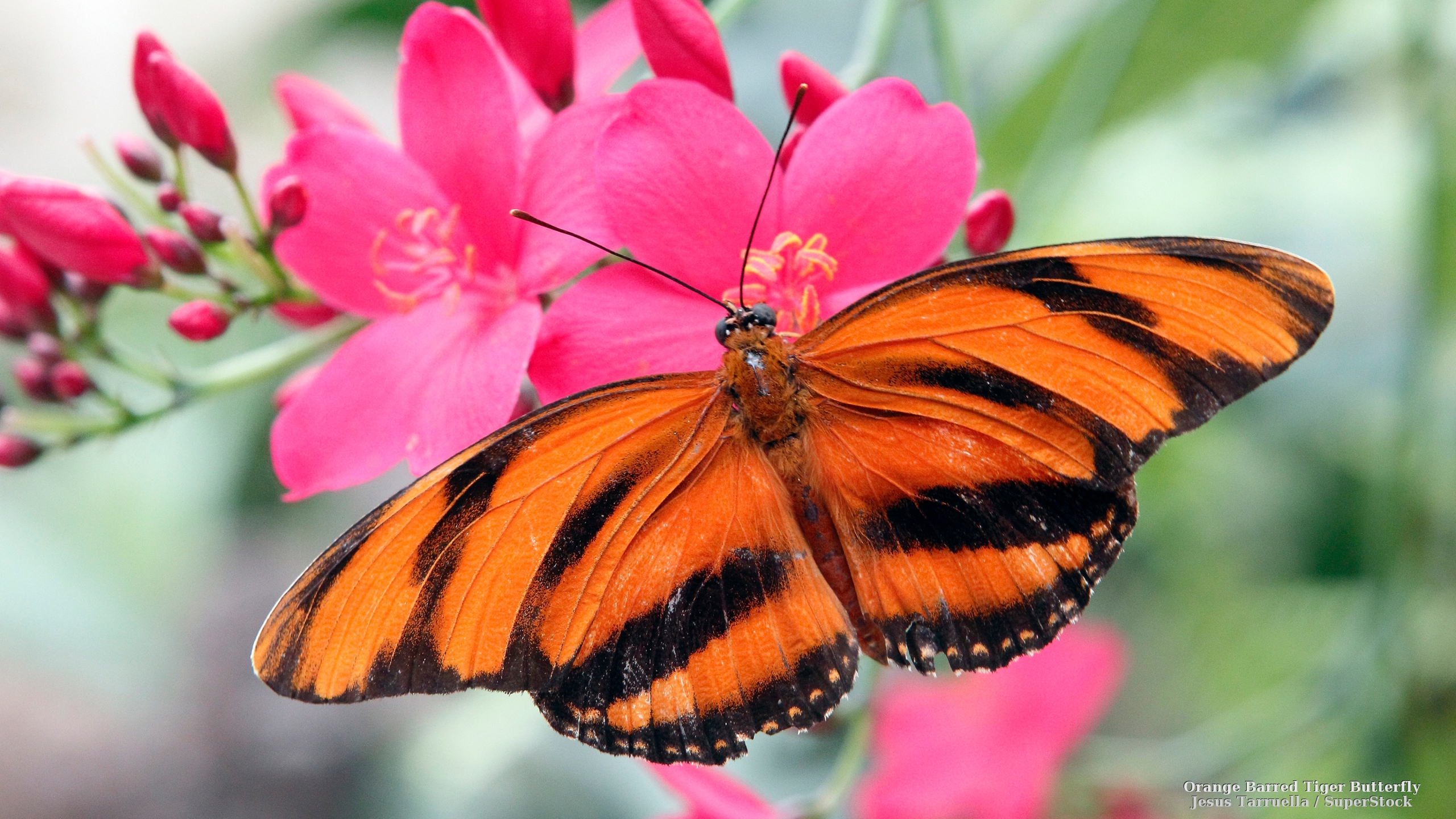 Animal Butterfly HD Wallpaper | Background Image