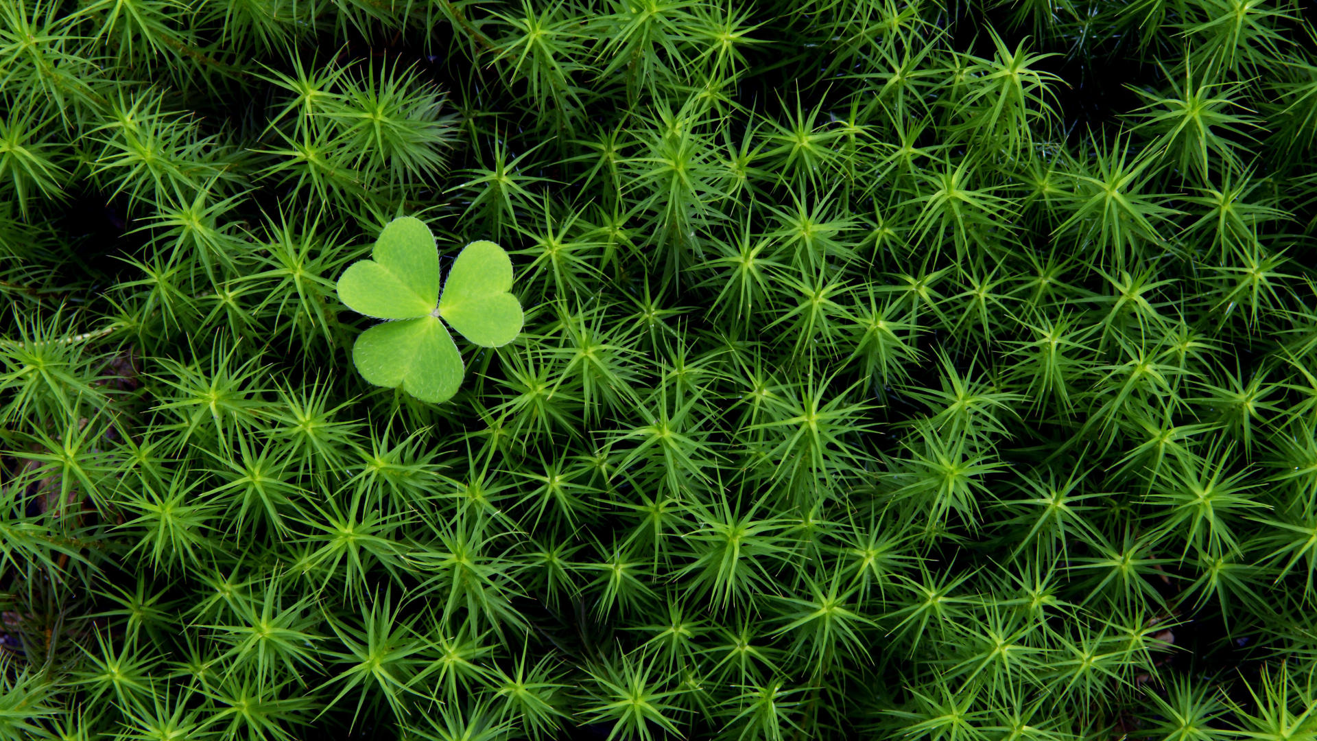 Green scenic nature desktop wallpaper.