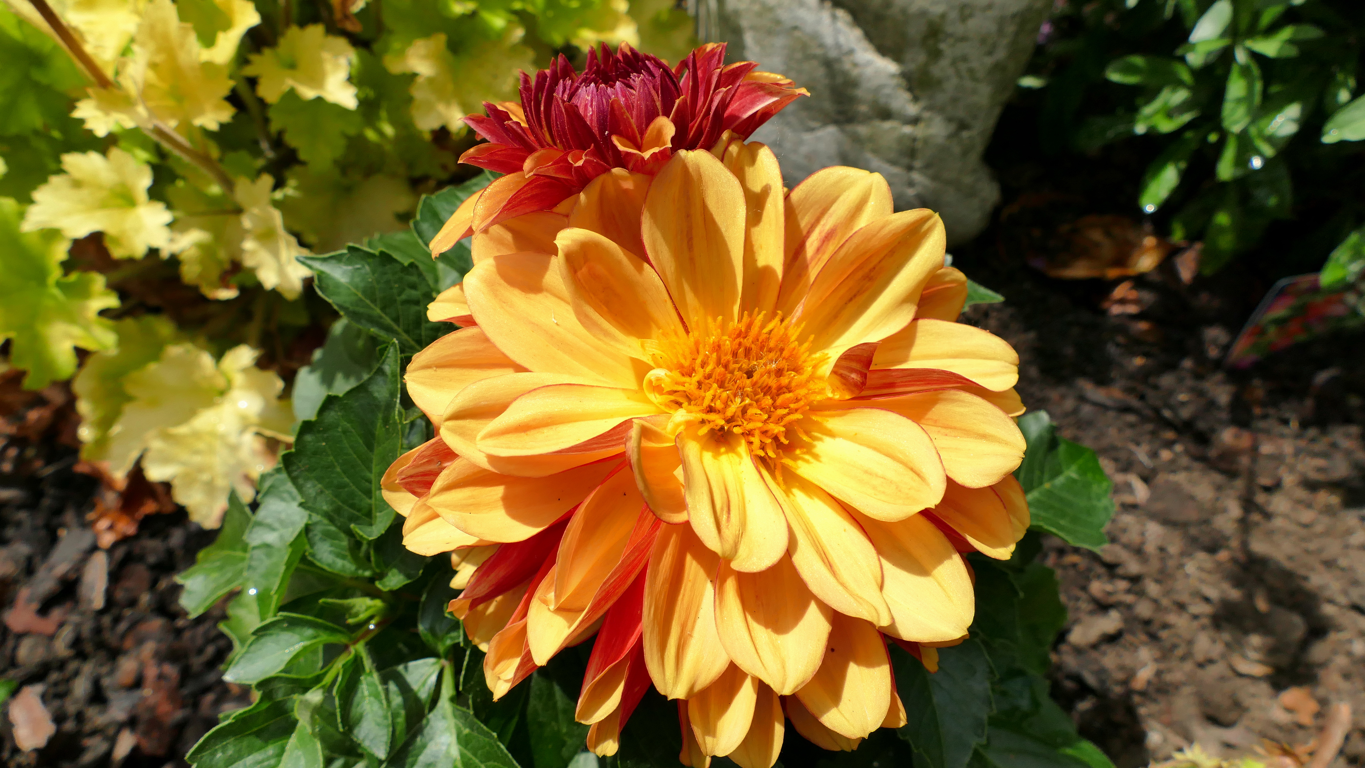 Dahlia 5k Retina Ultra HD Wallpaper Background Image