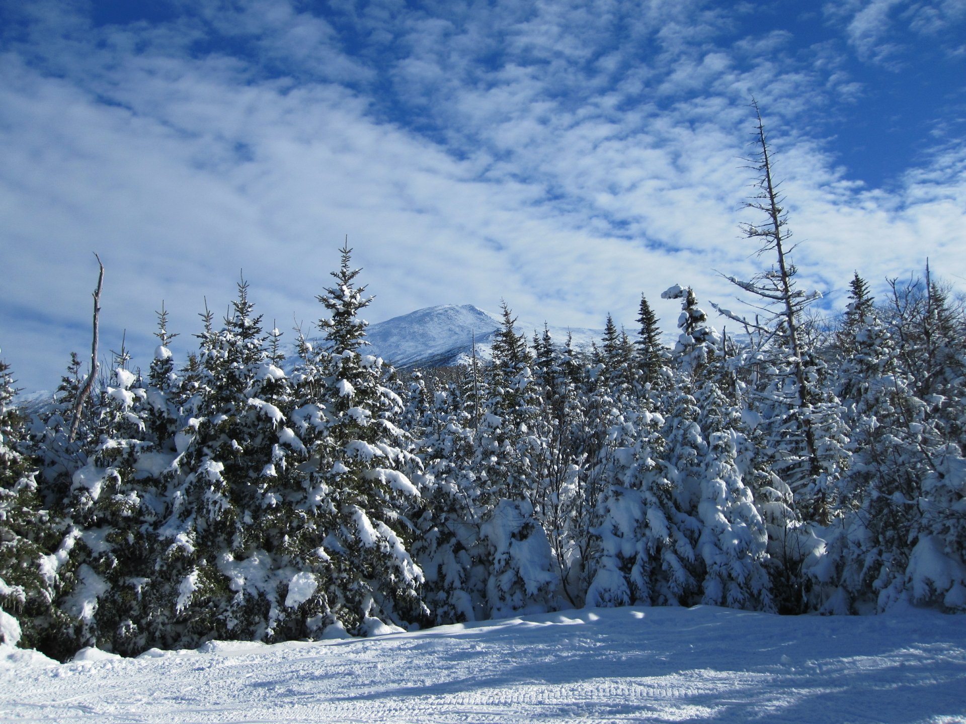 Download Snow Winter Nature Forest 4k Ultra HD Wallpaper | 4000x3000 ...