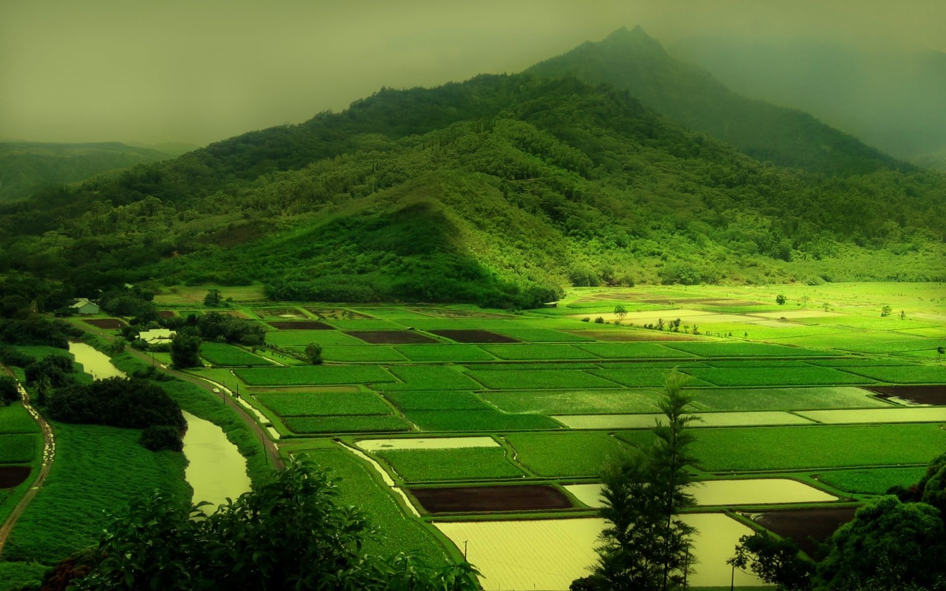 Verdant Harmony: HD Nature's Green Tree and Field Wallpaper | 1920x1200 ...