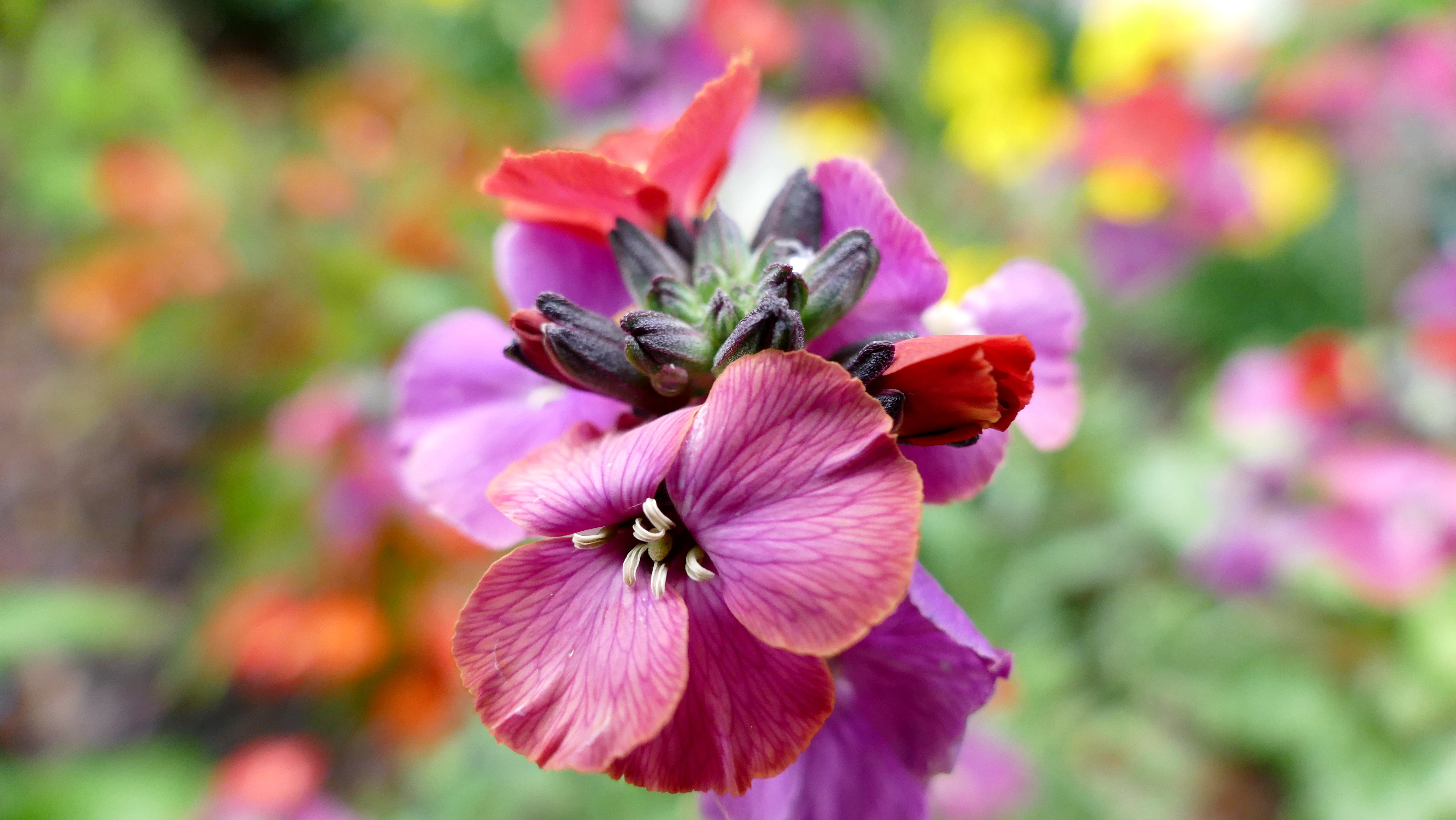 Download Nature Flower 4k Ultra HD Wallpaper by mapini