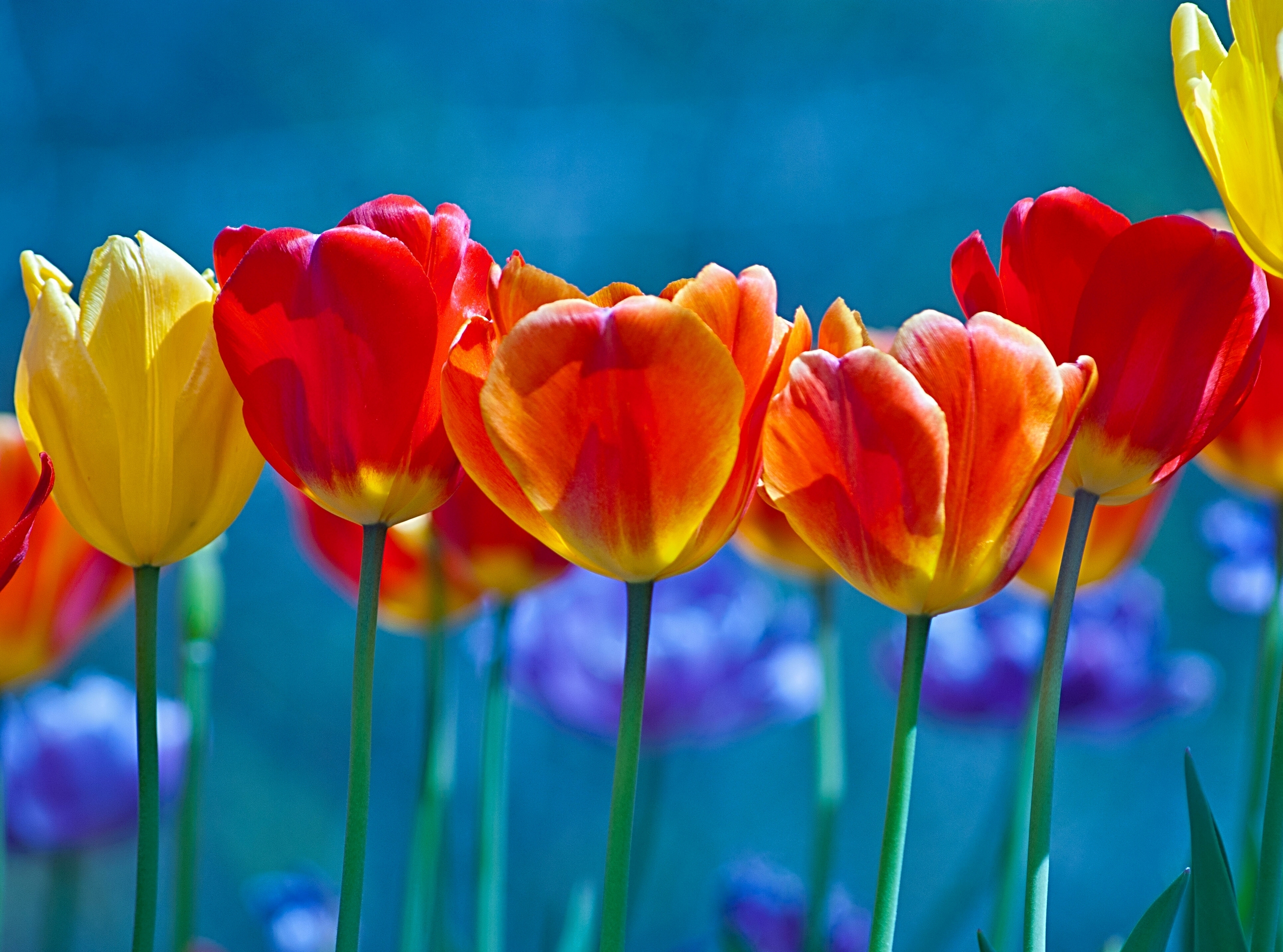 Brightly-Colored Tulips