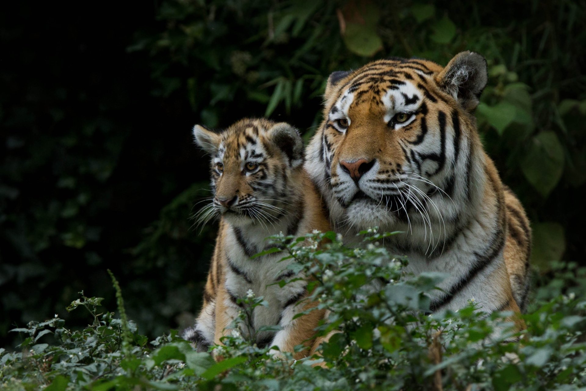 Tigress and Her Cub HD Wallpaper | Background Image ...