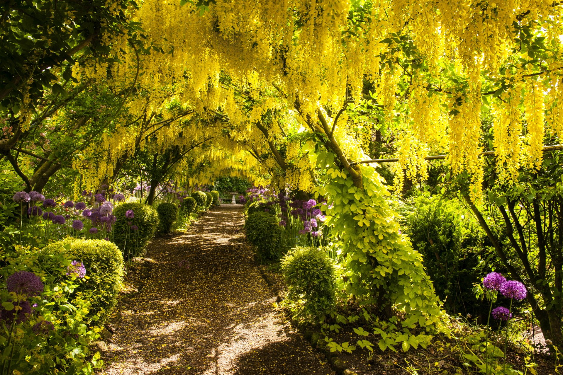 Download Tunnel Yellow Flower Flower Path Nature Photography Park 4k ...