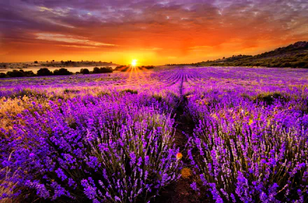 HD desktop wallpaper featuring a stunning field of purple lavender flowers at sunrise or sunset, with a vibrant sky and natural scenery.