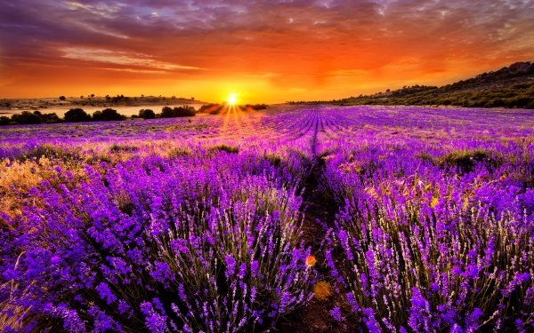 Tierra/Naturaleza Lavanda Flores Flor Campo Atardecer Amanecer Purple Flower Fondo de pantalla HD | Fondo de Escritorio