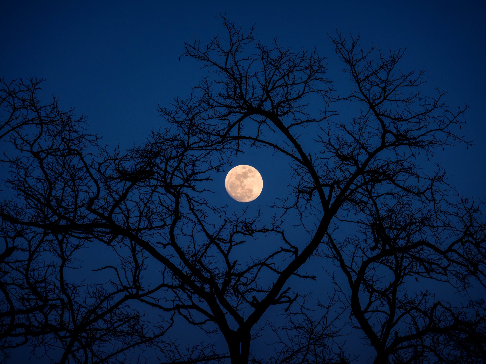 Download Tree Branch Night Sky Nature Moon 4k Ultra HD Wallpaper