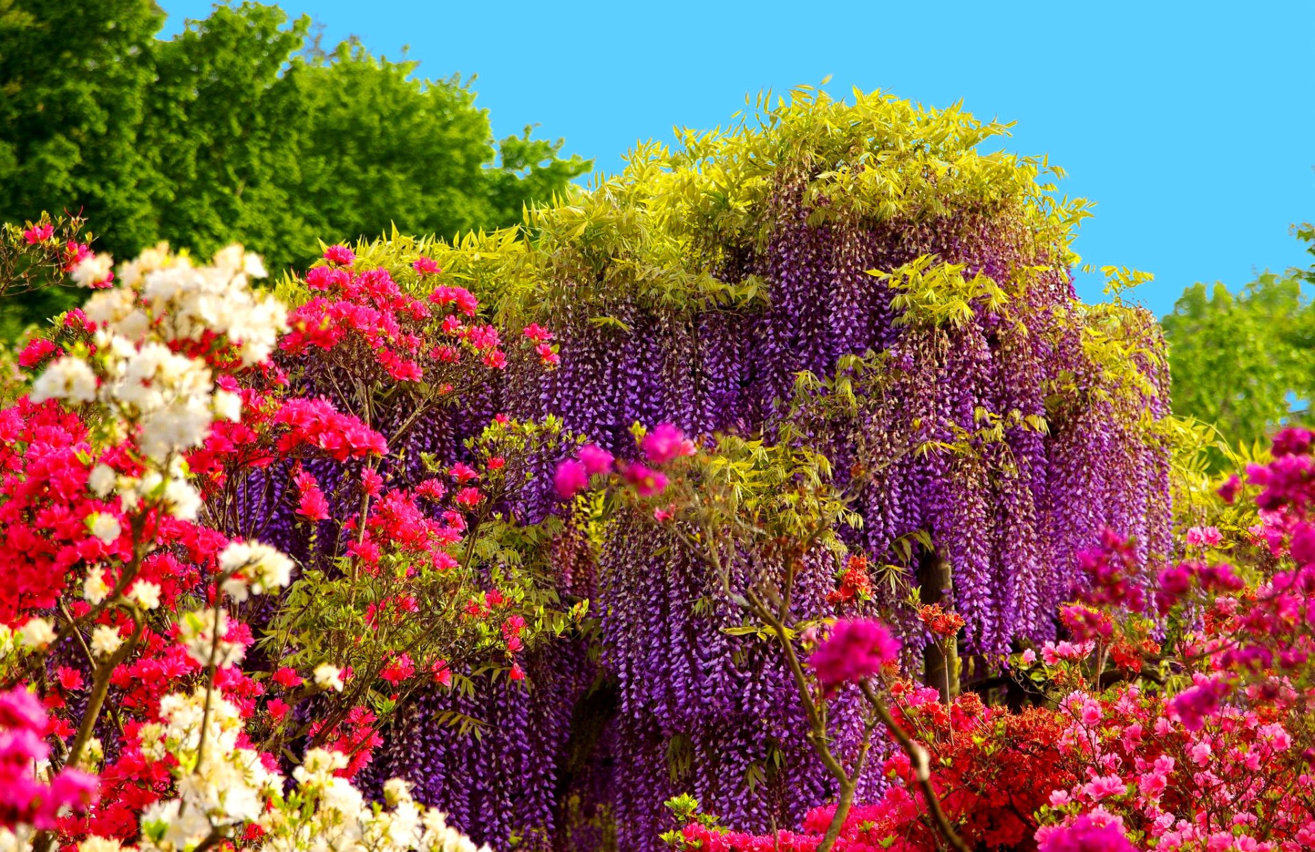 Wisteria Tree and Spring Flowers HD Wallpaper | Background Image