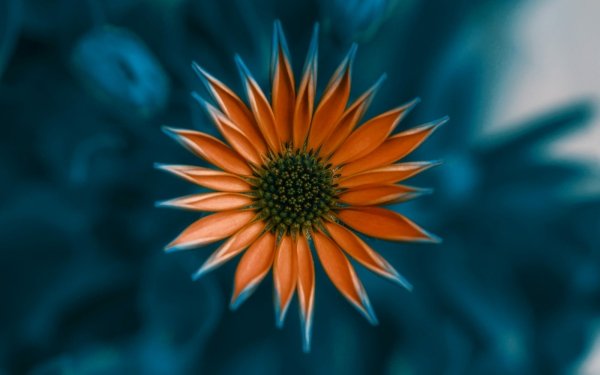 Earth Flower Flowers Petal Orange Flower HD Wallpaper | Background Image