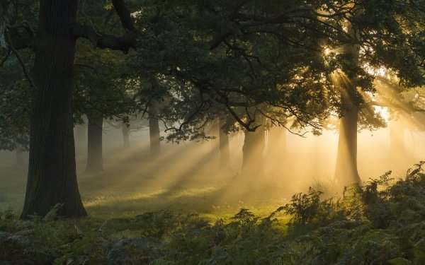 Earth Sunbeam Nature Tree Forest Fog HD Wallpaper | Background Image