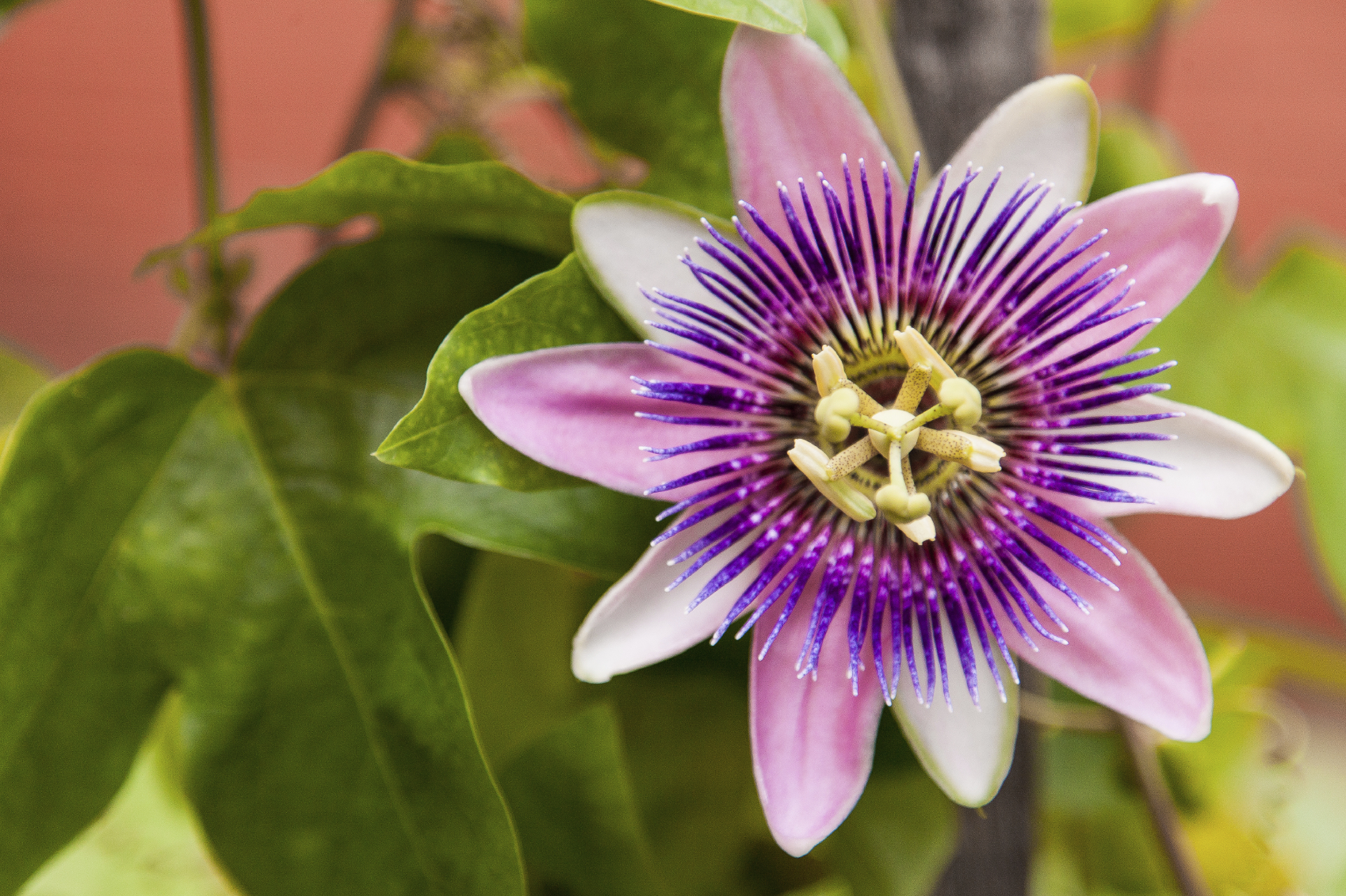 Passion Flower Wallpaper