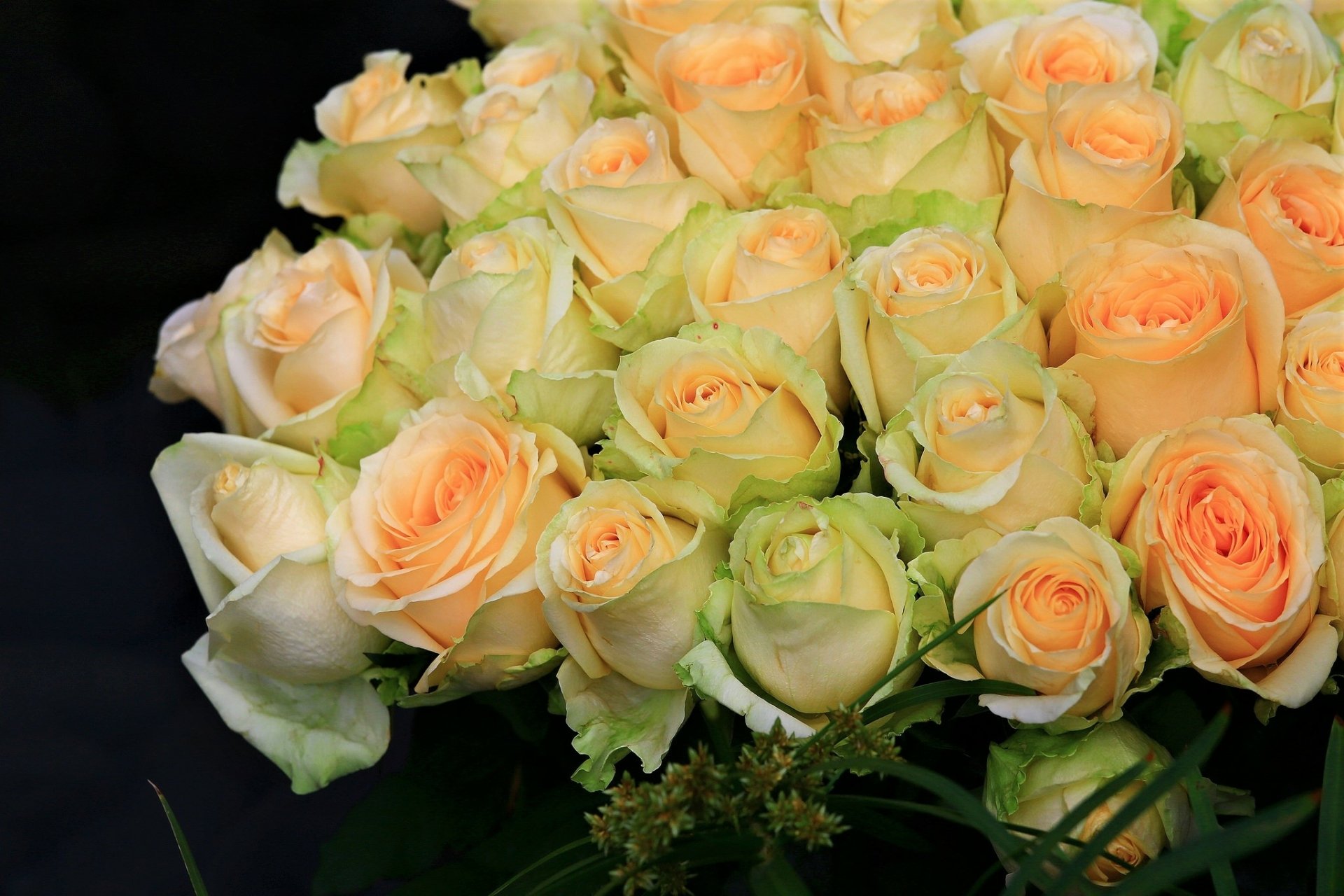 Download Peach Flower Flower Nature Rose HD Wallpaper