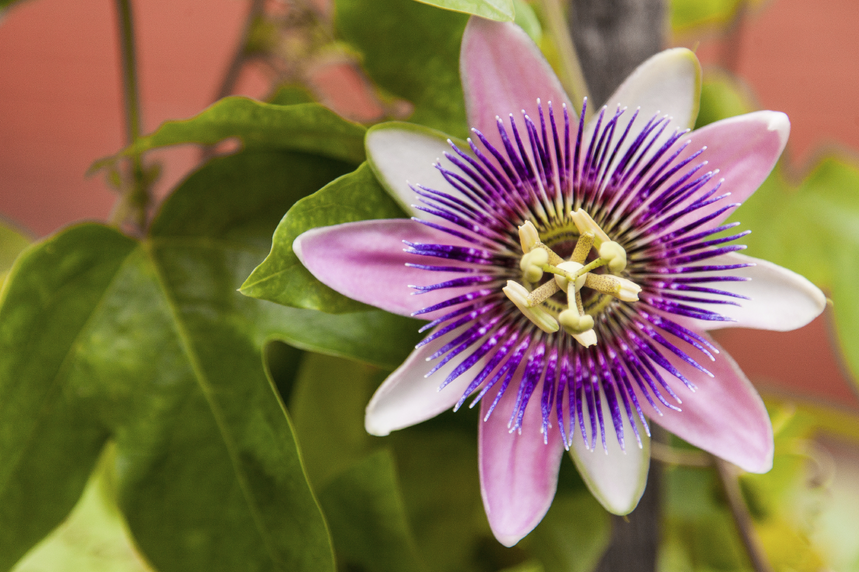 HD PC desktop wallpaper and background: close-up of a purple-and-white passion flower among green leaves, vivid nature detail.