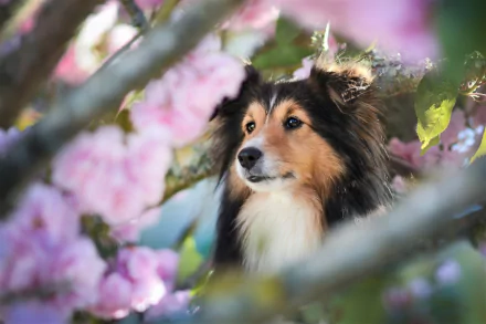 muzzle spring cute dog Animal rough collie cute spring HD Desktop Wallpaper | Background Image