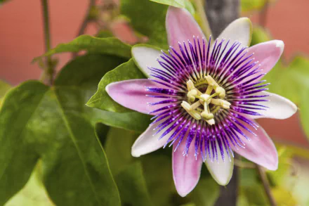 leaf flower nature passion flower HD Desktop Wallpaper | Background Image
