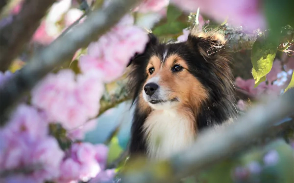 muzzle spring cute dog Animal rough collie cute spring HD Desktop Wallpaper | Background Image