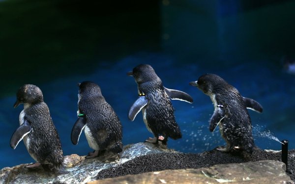 Animal Penguin Birds Penguins Bird Baby Animal Cute HD Wallpaper | Background Image