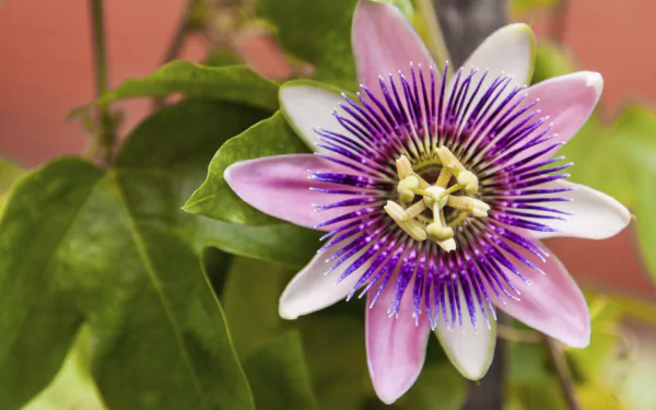 HD PC desktop wallpaper and background: close-up of a purple-and-white passion flower among green leaves, vivid nature detail.