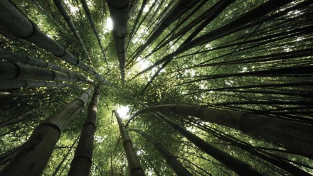 A serene view of bamboo towering in a lush forest, with sunlight filtering through the leaves. This high-definition image serves as an engaging desktop wallpaper, enhancing any background.