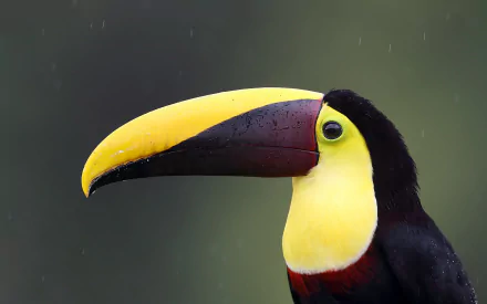 beak bird Animal toucan HD Desktop Wallpaper | Background Image