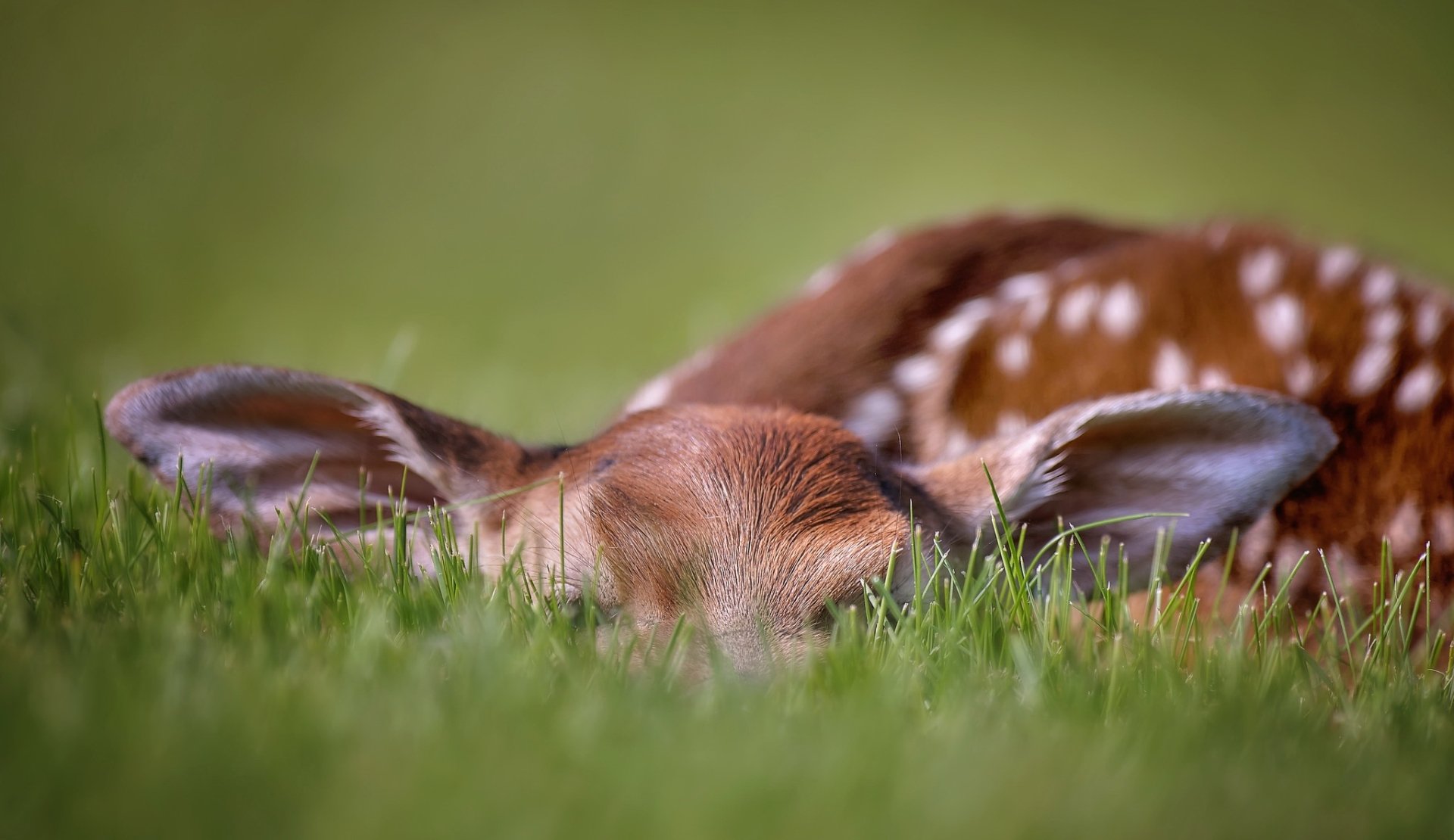 A close-up HD desktop wallpaper of a baby fawn with closed eyes resting quietly in the green grass, highlighting its delicate spots and soft fur.