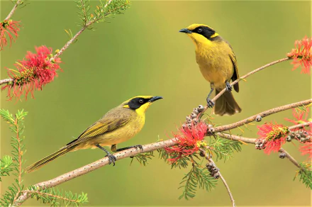 Two yellow-tufted honeyeaters perched on a flowering spring branch with vibrant red blossoms against a soft green background.