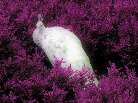  White (Albino) Peacock in Purple Field