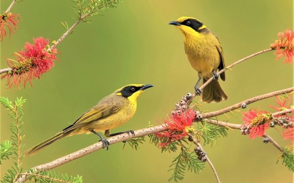 Animal Bird Birds Yellow-Tufted Honeyeater Branch Spring Flower HD Wallpaper | Background Image