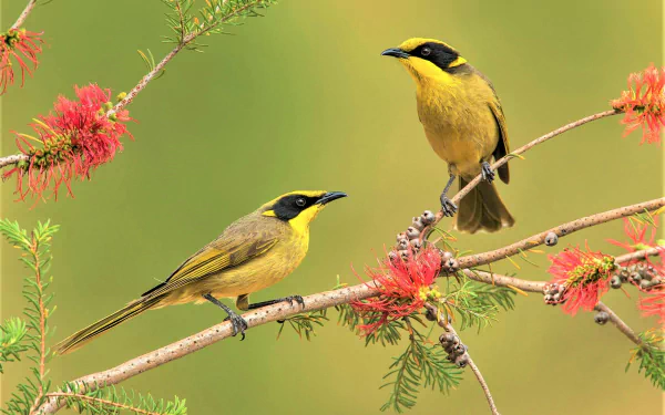 Two yellow-tufted honeyeaters perched on a flowering spring branch with vibrant red blossoms against a soft green background.