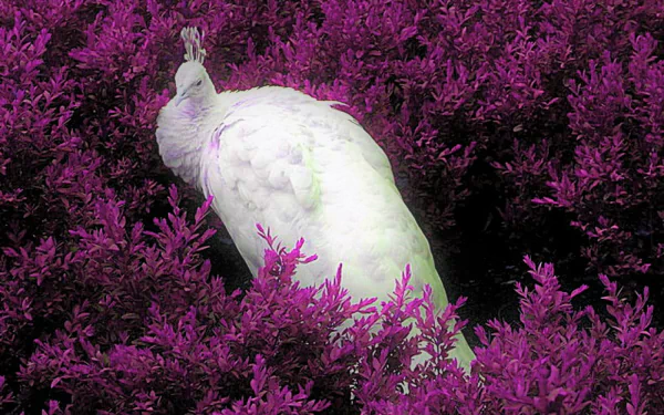  White (Albino) Peacock in Purple Field