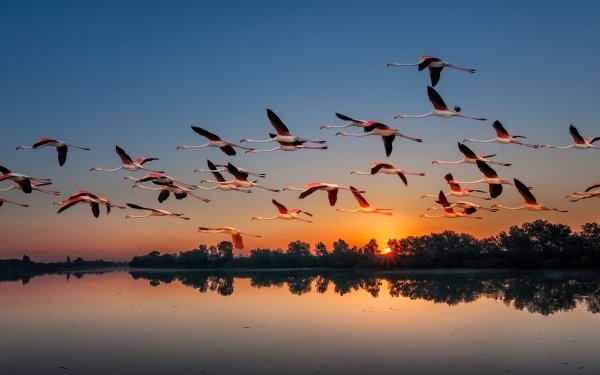 Animal Flamingo Birds Flamingos Flock Of Birds Lake Sunset Bird HD Wallpaper | Background Image