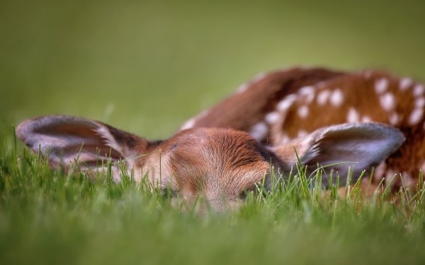 Animal Deer Grass Baby Animal Fawn Wildlife HD Wallpaper | Background Image