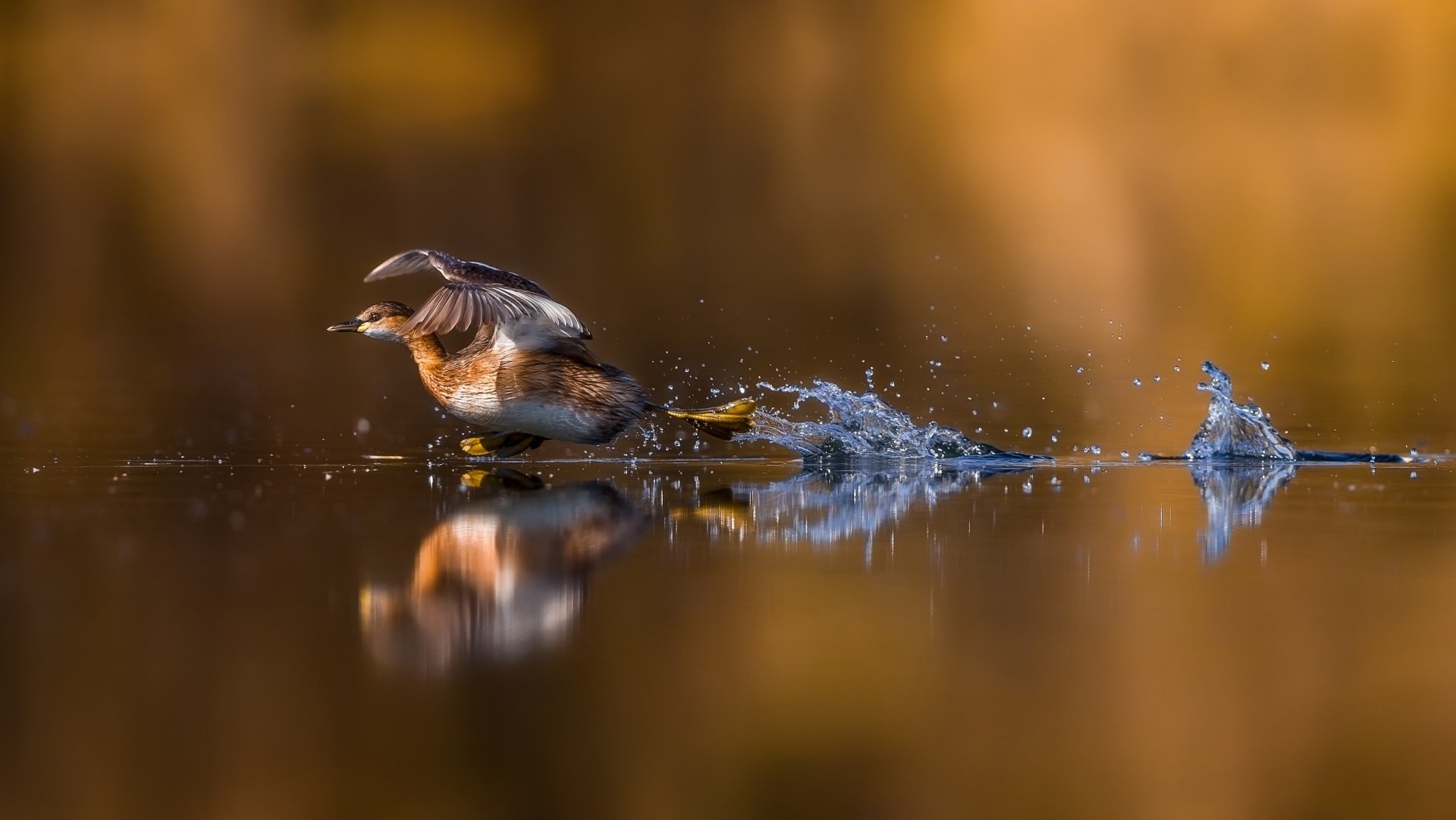 A vibrant HD desktop wallpaper and background featuring a duck splashing across the water with its reflection mirrored below, evoking a serene summer atmosphere.