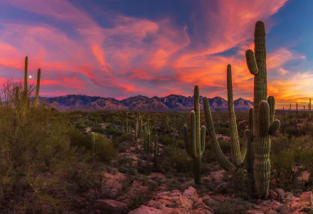 HD PC desktop wallpaper of a desert landscape at sunset, featuring arid terrain with silhouetted cactus and vibrant colorful sky over distant mountains.